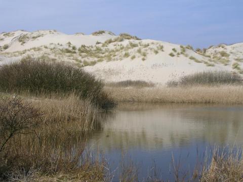 Witte duinen bij Paal 19, Oosterend Terschelling, 2015. Foto Piet Zumkehr
