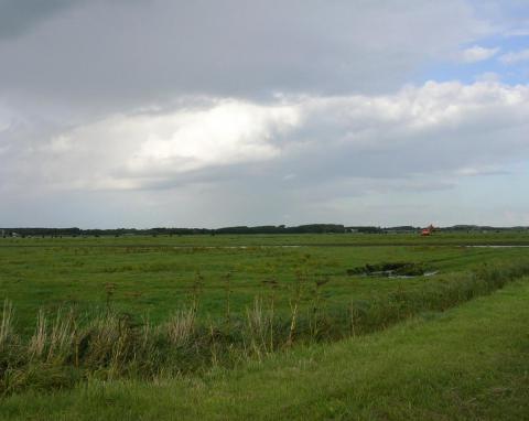 Terschelling, polder bij Hoorn. Foto Piet Zumkehr