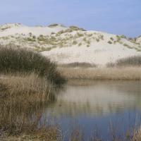 Witte duinen bij Paal 19, Oosterend Terschelling, 2015. Foto Piet Zumkehr